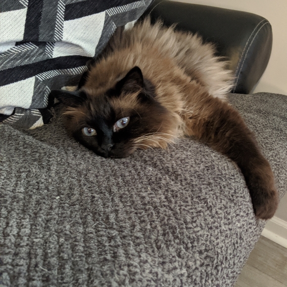 Meet your Posher, Nikki - Picture 10 of 13